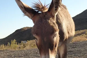 Burros Of Oatman image