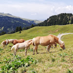 Photo n°9 de l'avis de Paolo.r fait le 16/08/2022 à 06:17 sur le  Zallinger à Kastelruth