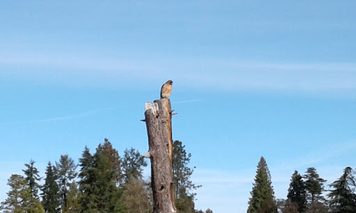 Park «Evelyn M. Schiffler Memorial Park», reviews and photos, SW Erickson Ave, Beaverton, OR 97005, USA