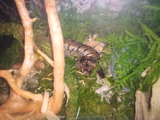 Pet Supply Store «PetSmart», reviews and photos, 466 S Watson Rd, Buckeye, AZ 85326, USA