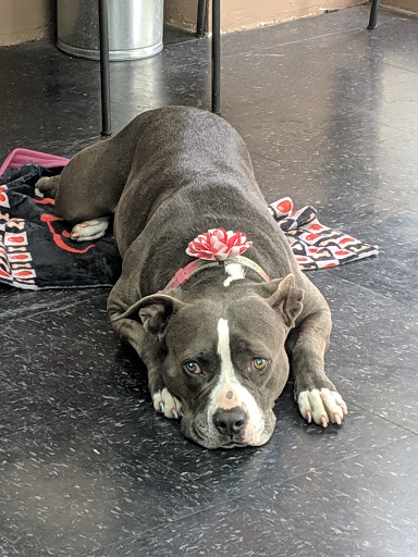 Barber Shop «Mentor Barber Shop & Style Sln», reviews and photos, 31 N Catalina Ave, Pasadena, CA 91106, USA