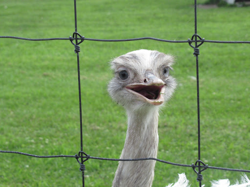 Zoo «Trowbridge Creek Zoo», reviews and photos, 50622 Co Rd 17, Vergas, MN 56587, USA