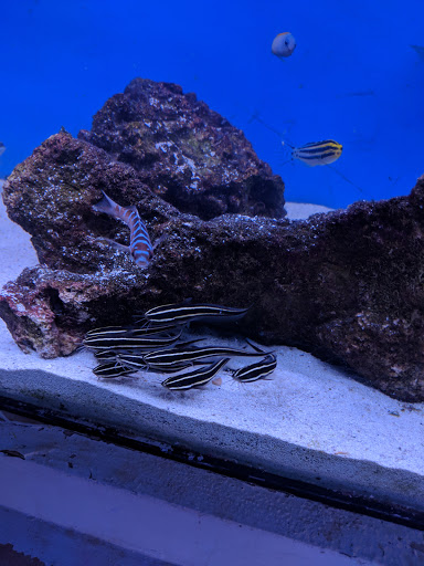 Pet Supply Store «Exotic Aquatic», reviews and photos, 275 E Oakland Park Blvd, Fort Lauderdale, FL 33334, USA