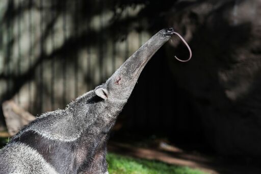 Zoo «Reid Park Zoo», reviews and photos, 3400 Zoo Court, Tucson, AZ 85716, USA