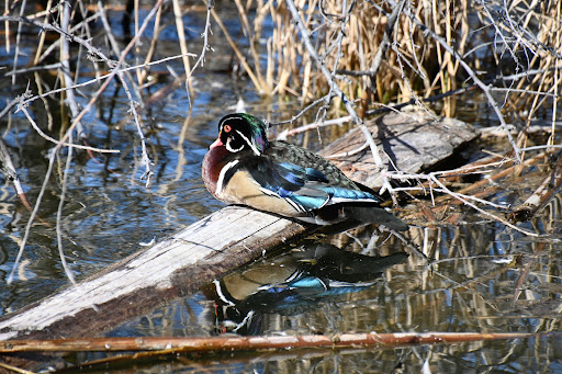 Nature Preserve «Wilson Springs Ponds», reviews and photos, 3209-3507 S Powerline Rd, Nampa, ID 83686, USA