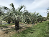 Lisenby Palms Inc. - Photo 3 - Car repair in Panama City Beach, FL, Panama City