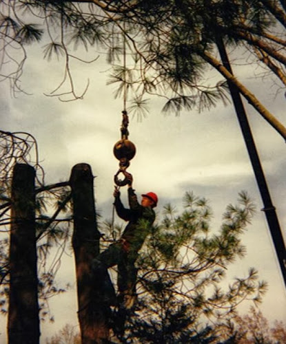 Bailey’s Tree Service