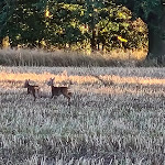 Photo n°1 de l'avis de Ulf.r fait le 15/06/2020 à 06:45 sur le  Schmeckerlein à Welzow