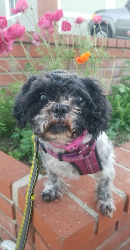 Carson Animal Shelter image