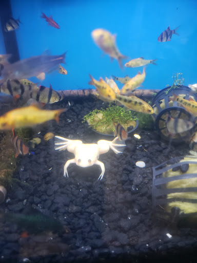 Pet Store «Pet Supermarket, Inc.», reviews and photos, 2446 N University Dr, Coral Springs, FL 33065, USA