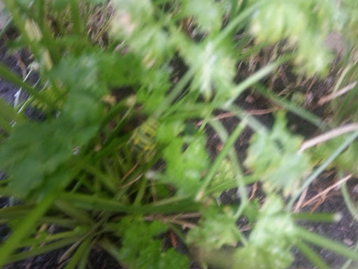 National Park «Battery Kemble Park», reviews and photos, 3035 Chain Bridge Rd NW, Washington, DC 20016, USA