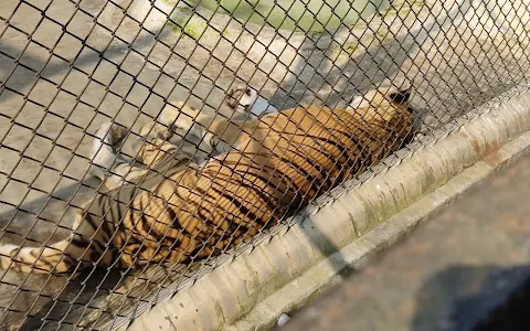 Royal Bengal Tiger Open Enclosure image