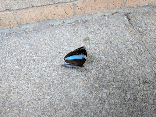 Animal Protection Organization «Butterfly Pavilion», reviews and photos, 6252 W 104th Ave, Westminster, CO 80020, USA