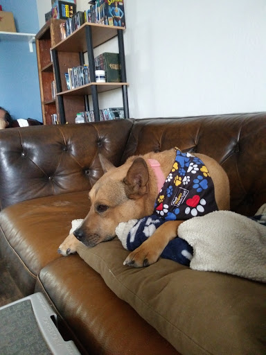 Pet Supply Store «Pet Supermarket, Inc.», reviews and photos, 598 N McCarran Blvd, Sparks, NV 89431, USA