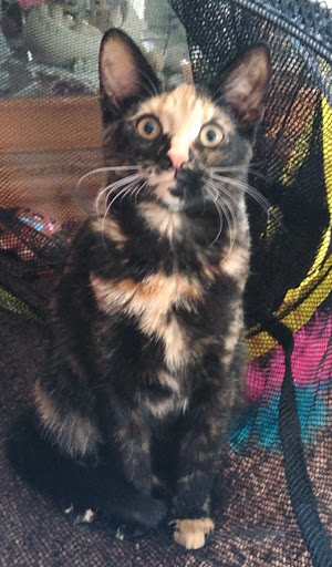 Pet Supply Store «PetSmart», reviews and photos, 45050 Northpointe Blvd, Utica, MI 48315, USA