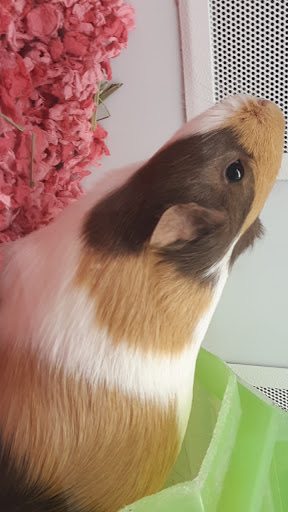 Pet Supply Store «Pet Supplies Plus», reviews and photos, 1206 W Dundee Rd, Buffalo Grove, IL 60089, USA