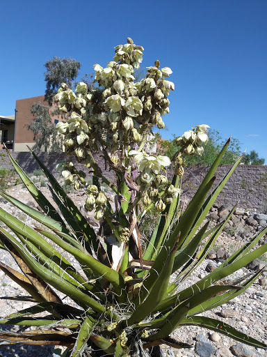 Park «Old Spanish Trail Park», reviews and photos, 8150 Tara Ave, Las Vegas, NV 89117, USA