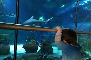 Shark Encounter image