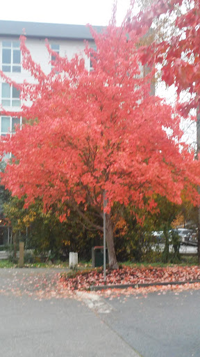 Grocery Store «Safeway», reviews and photos, 735 NW Gilman Blvd, Issaquah, WA 98027, USA