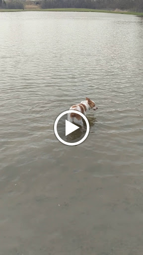 Dog Park «Beck Lake Off-Leash Dog Area», reviews and photos, 9700 Gloria Ct, Glenview, IL 60025, USA