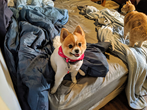 Pet Supply Store «PetSmart», reviews and photos, 745 W Huntington Dr, Monrovia, CA 91016, USA