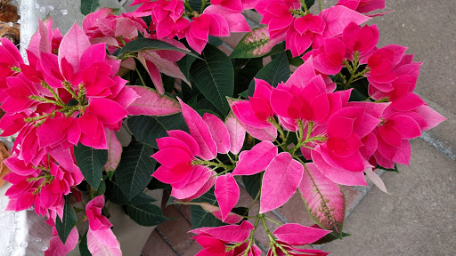 Florist «Bayport Flower Houses, Inc.», reviews and photos, 940 Montauk Hwy, Bayport, NY 11705, USA