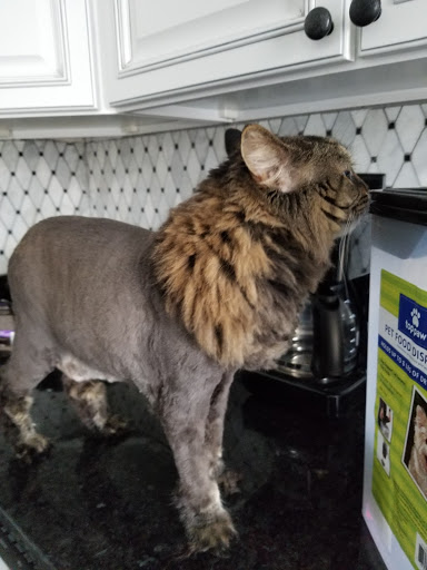 Pet Supply Store «PetSmart», reviews and photos, 5336 Westpointe Plaza Drive, Columbus, OH 43228, USA