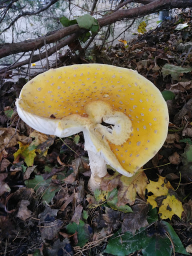 Grocery Store «Green Harbor General Store», reviews and photos, 40 Marginal St, Marshfield, MA 02050, USA