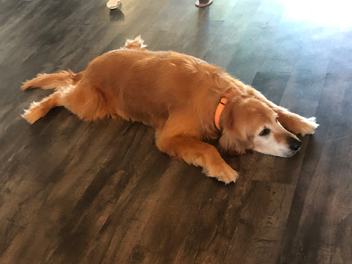 Pet Store «Pet Paradise Grooming», reviews and photos, 1115 Pueblo Blvd Way, Pueblo, CO 81005, USA