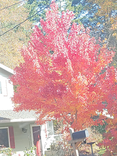 Park «Evelyn M. Schiffler Memorial Park», reviews and photos, SW Erickson Ave, Beaverton, OR 97005, USA