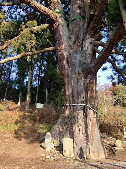 平沢弥陀の杉
