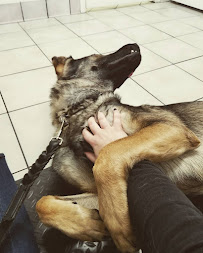 Pet Medical Center - Photo 9 - Car repair in Harker Heights, TX, Killeen