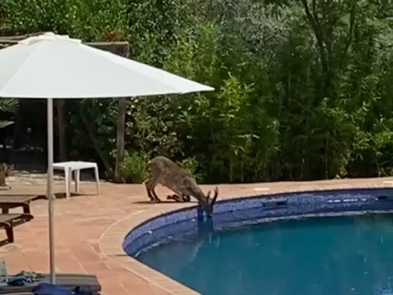 Photos du propriétaire Holiday home Cortijo La Calera, Steph and Terry 29718 district