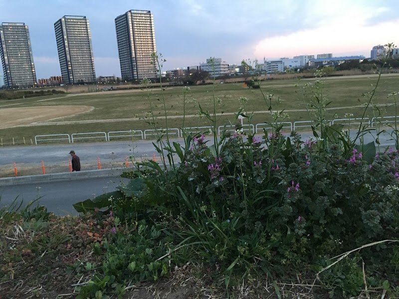 多摩川六郷橋緑地 東京都大田区南六郷 公園 グルコミ
