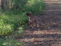 Stryking Manners Dog Training - Photo 3 - Car repair in Clarence Center, NY, Buffalo