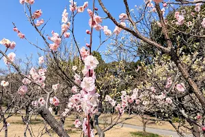 Mukaiyama Ryokuchi Greens Ume Plum Orchard image