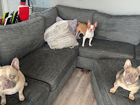 K9 Care Cincy - Photo 3 - Car repair in , Cincinnati