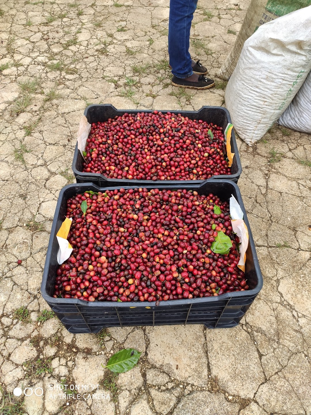 Finca La Escuela & Finca Dulcikafé