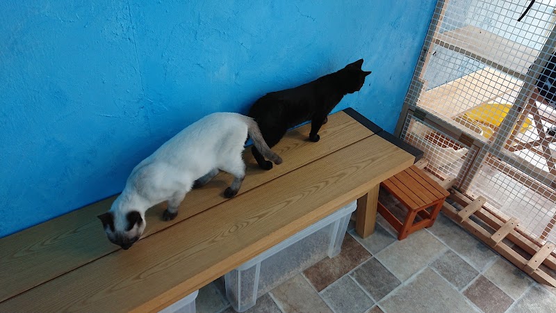 Dearcat 奈良県生駒市西松ケ丘 カフェ 喫茶 カフェ グルコミ