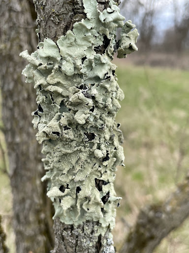 Nature Preserve «Leonard Preserve», reviews and photos, N Union St, Manchester, MI 48158, USA