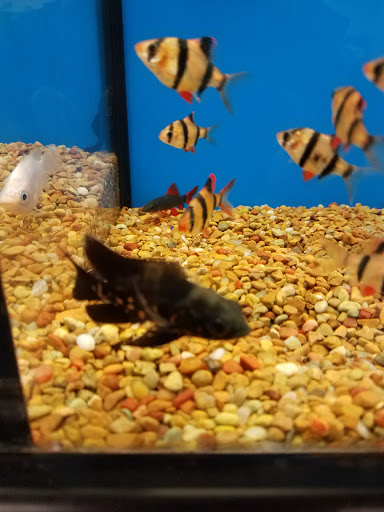 Pet Supply Store «Petco Animal Supplies», reviews and photos, 545 W Prien Lake Rd, Lake Charles, LA 70601, USA