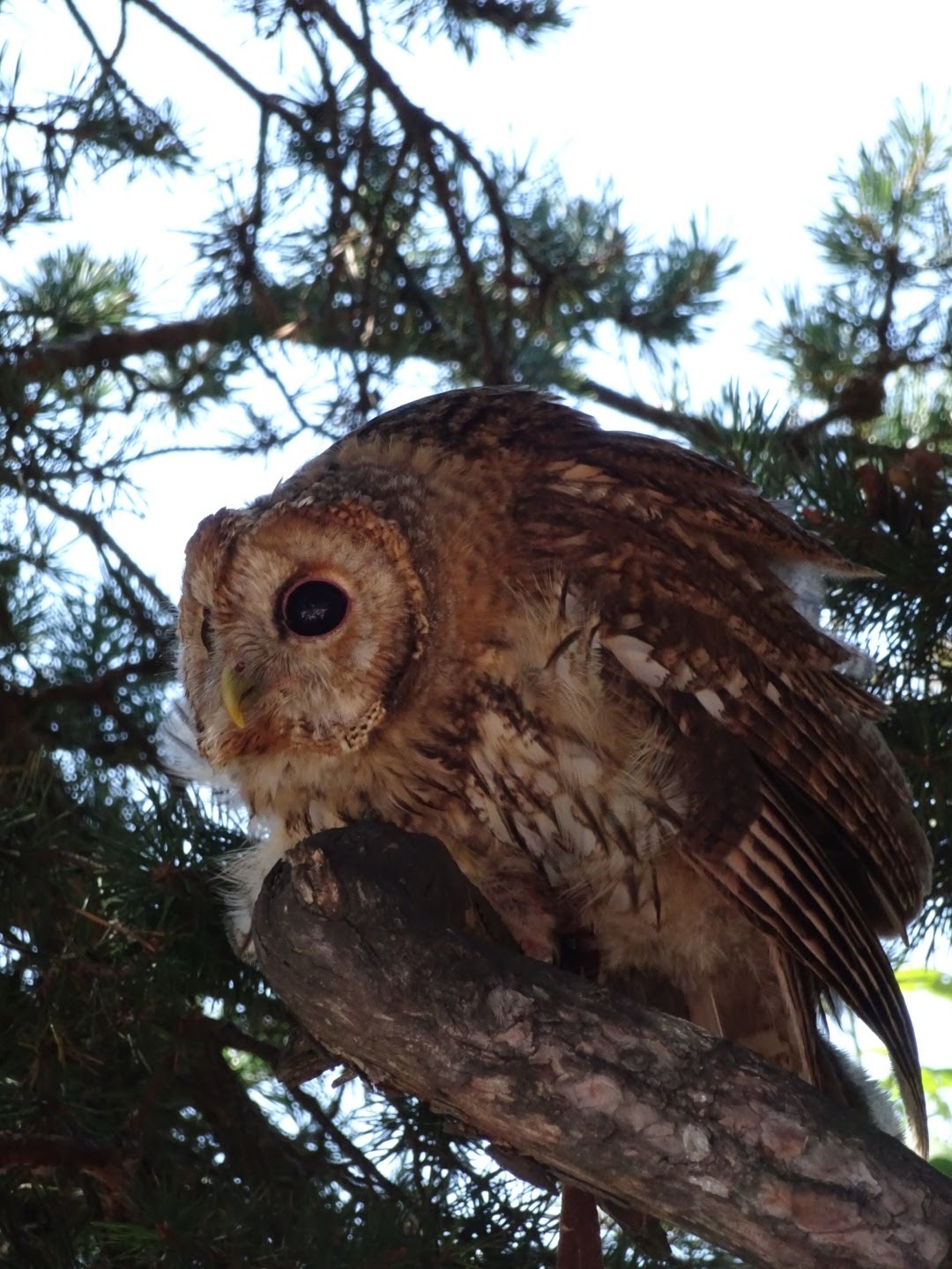 Photo n° 31 de l'avis de Romain.o fait le 17/08/2017 à 11:56