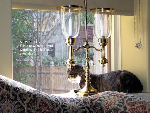 Animal Shelter «Coastal Humane Society», reviews and photos