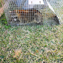 Creature Solutions LLC - Photo 1 - Car repair in , Warren