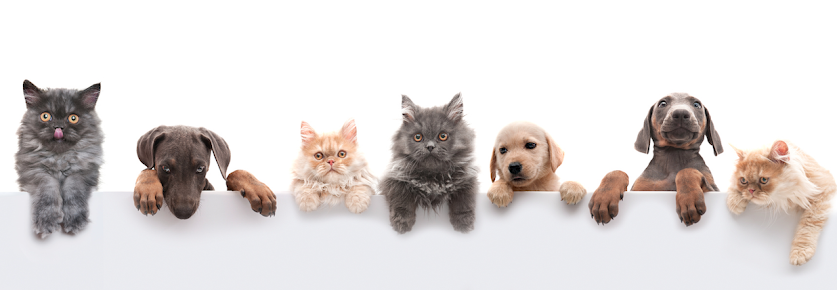 Animal Clinic of Green River