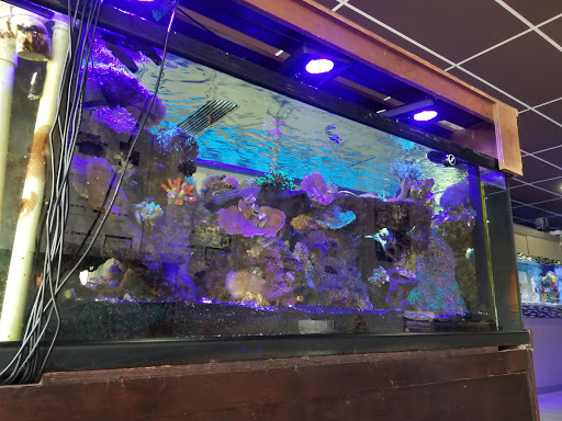 Aquarium «Nemos Aquarium», reviews and photos, 4051 Stone Mountain Hwy, Snellville, GA 30039, USA