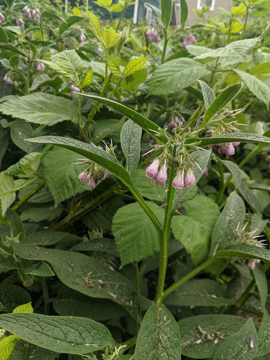 Park «Cesar Chavez Park», reviews and photos, 700 S Cloverdale St, Seattle, WA 98108, USA