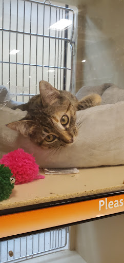 Pet Supply Store «PetSmart», reviews and photos, 3520 S El Camino Real, San Mateo, CA 94403, USA