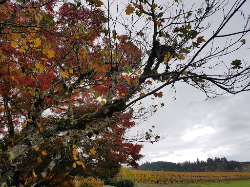 Winery «Erath Winery», reviews and photos, 9409 Northeast Worden Hill Road, Dundee, OR 97115, USA