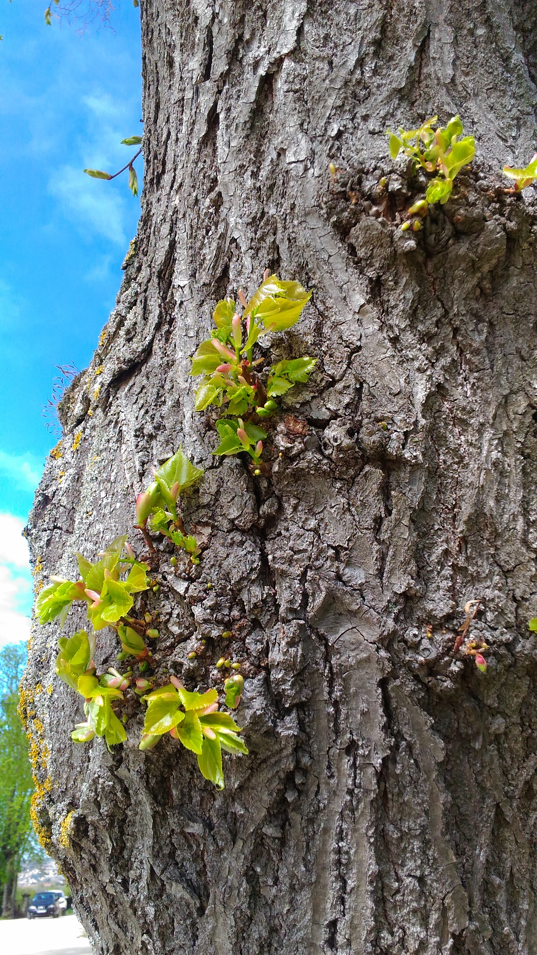 Photo n° 6 de l'avis de Chrystelle.e fait le 21/04/2019 à 16:16